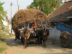 India - Sights &amp; Culture - rural transport truck