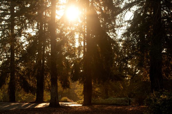 Sun hitting the trees. 