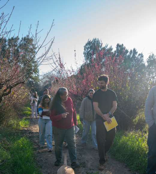 Group walking through a sunlit orchard with blossoms.