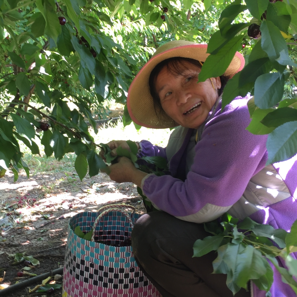 Cherry Picking