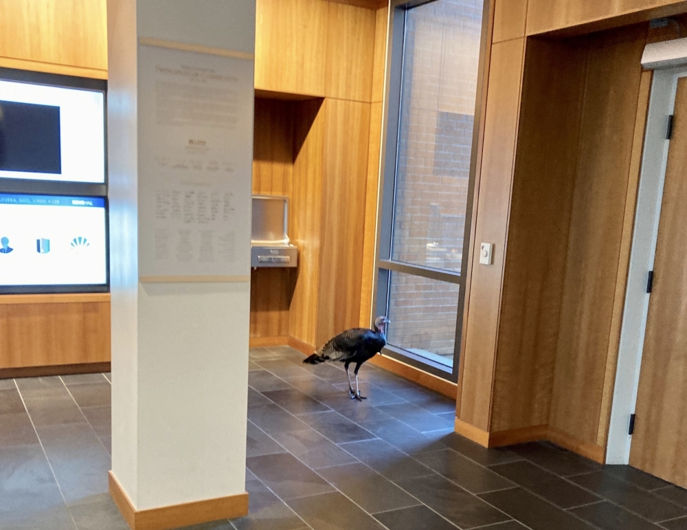 Turkeys in King Hall