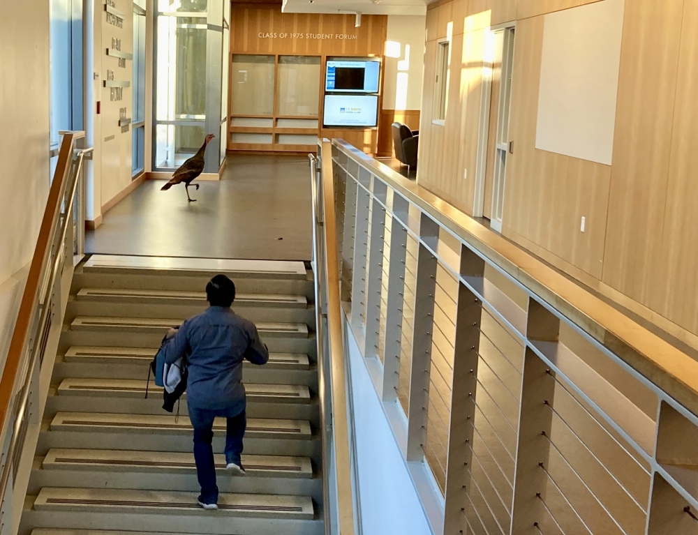 Turkeys in King Hall